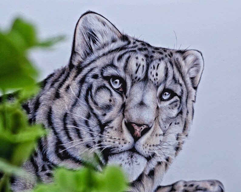 Snow Leopard Art Print - Etsy