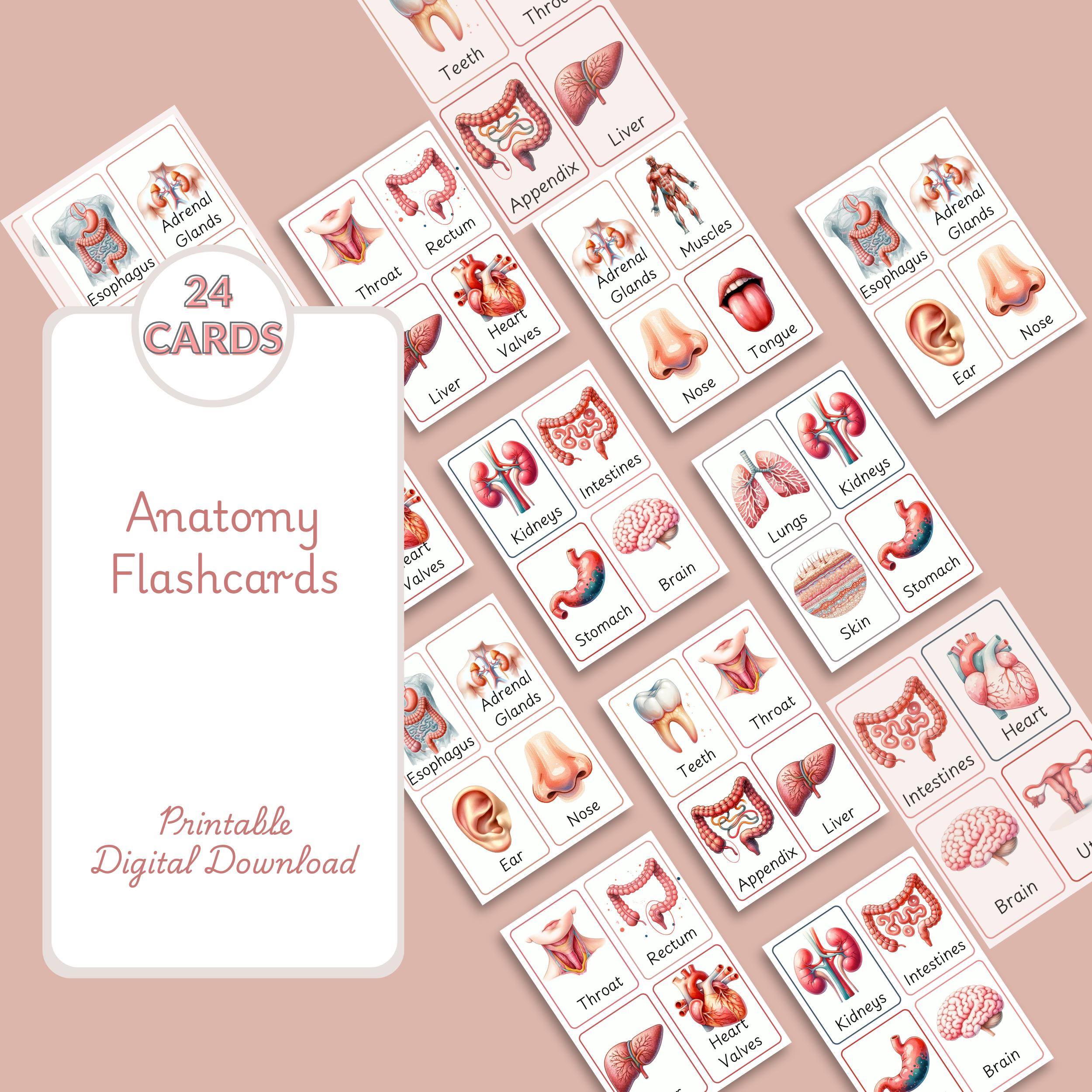 Printable Anatomy Flashcards for Kids, Science Study Cards (digital ...