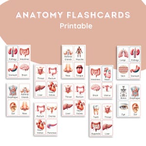 May include: Printable flashcards featuring colorful illustrations of various human body organs and systems, including the brain, heart, lungs, stomach, intestines, kidneys, liver, and more.