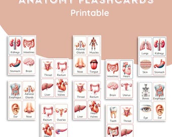 Printable Anatomy Flashcards for Kids, Science Study Cards (Digital Download)