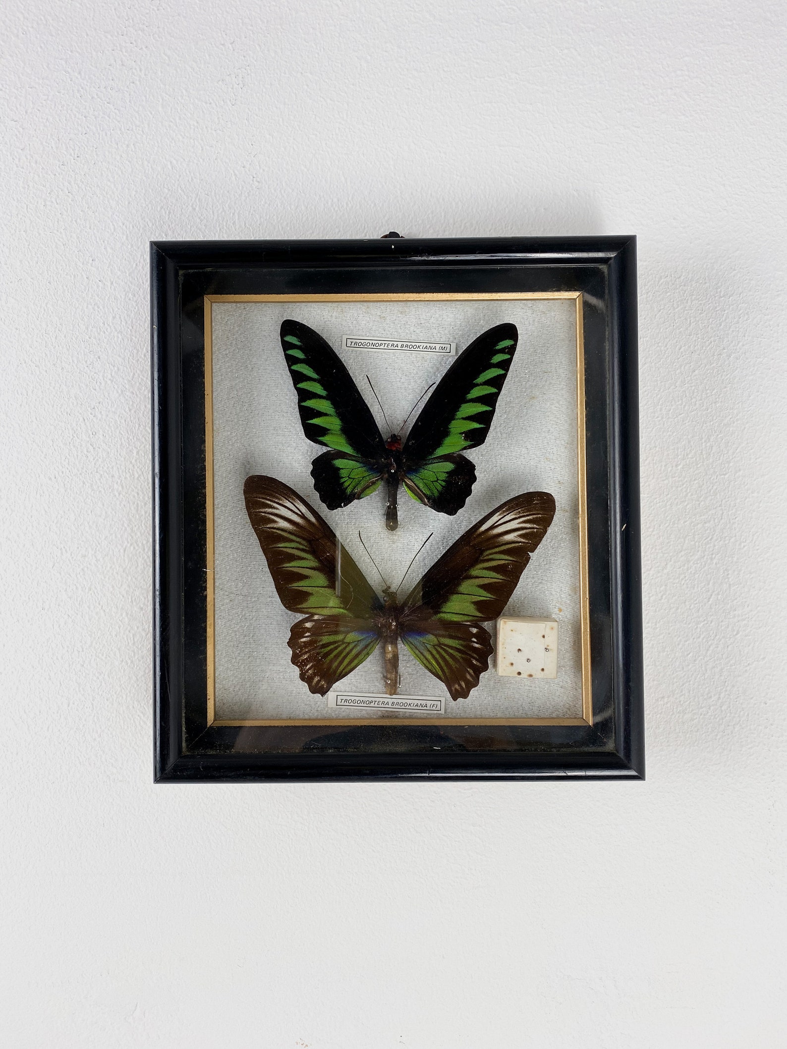 2 Framed Butterflies Vintage Cased Butterflies Entomology Etsy