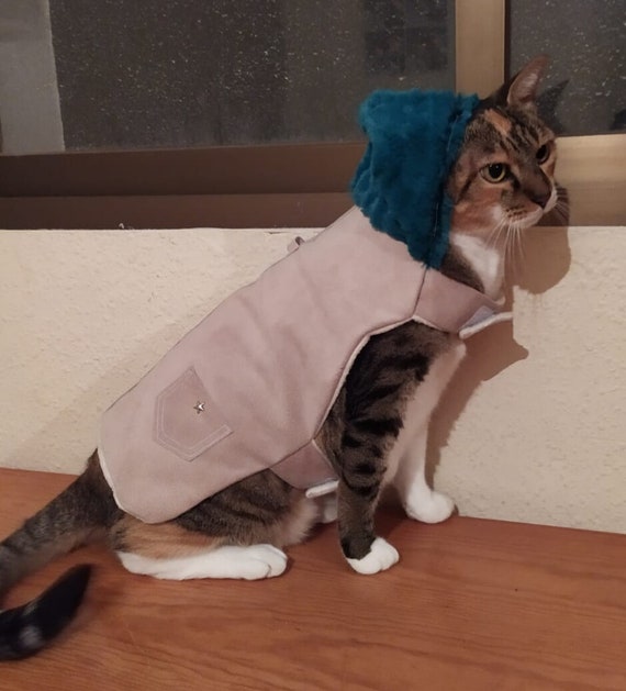 cat wearing leather jacket
