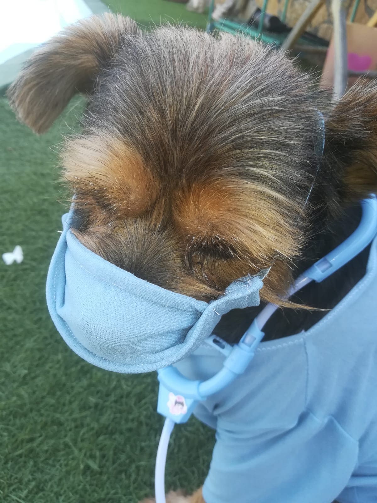 Dog Doctor Costume Surgeon Dog Costume Nurse Dog Costume Etsy
