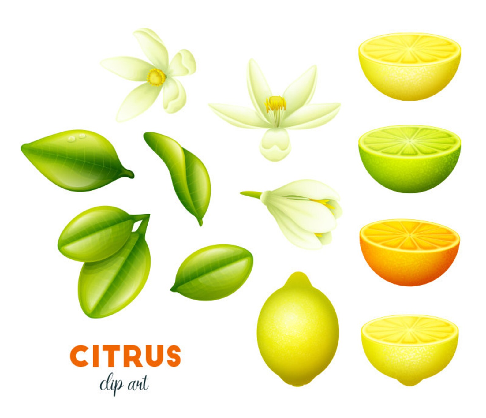 Citrus Clipart. Citrus Flowers Leaves and Fruits Clip Art. Etsy