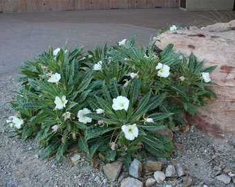 Tufted evening primrose flower essence