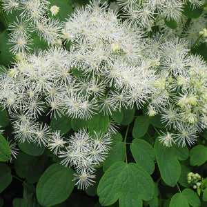 Meadow Rue Flower Essence. NOT A LIVE PLANT.