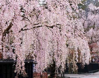 Weeping Cherry flower essence