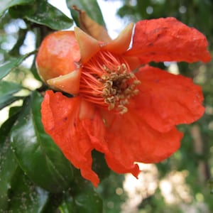 Pomegranate flower essence