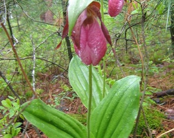 Lady's Slipper flower essence