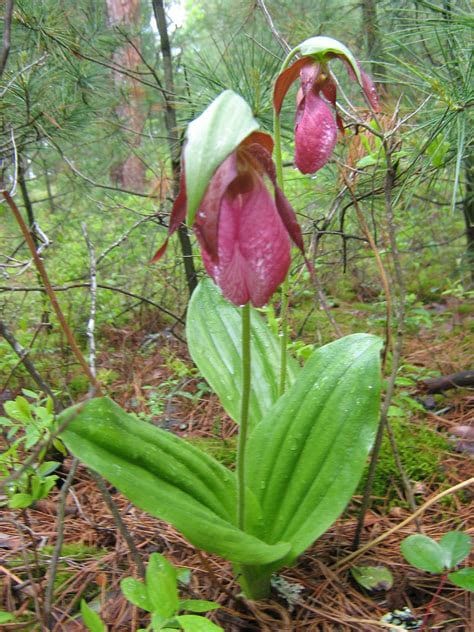 Yellow Lady Slipper