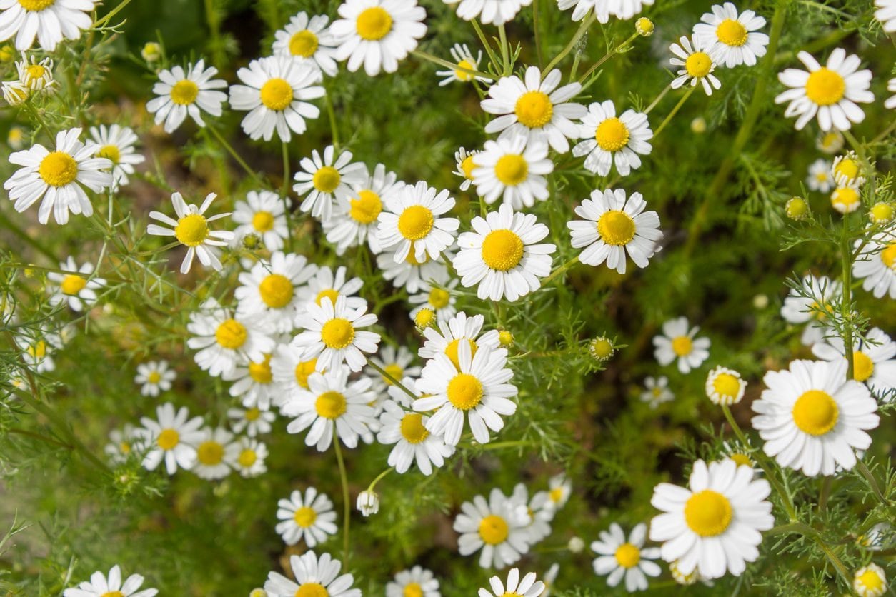 Chamomile Flower Essence - Etsy