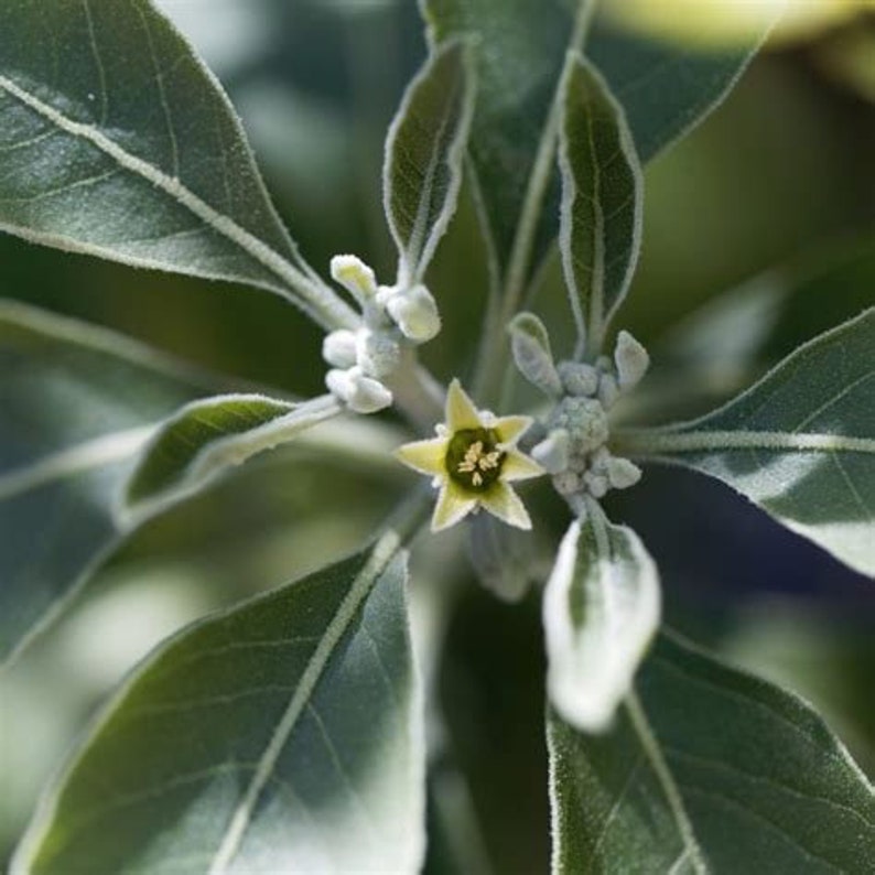 May include: A close-up of a small, yellow flower with five petals surrounded by green leaves with white edges.