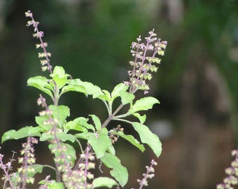 Tulsi (Holy Basil) Flower Essence. NOT A LIVE PLANT.