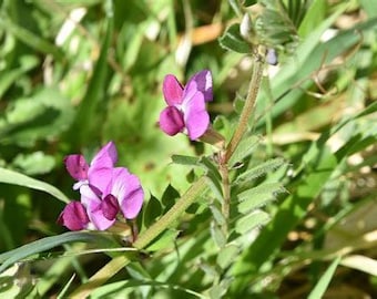 Vetch flower essence