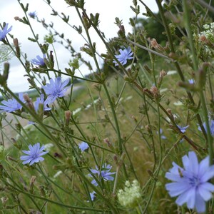 May include: A field of wildflowers with delicate blue blossoms and green stems. The flowers are in full bloom, with a few white wildflowers in the background. The sky is overcast, and a road is visible in the distance.