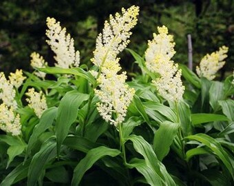 Solomon's Plume (false solomon's seal) flower essence NOT A LIVE PLANT