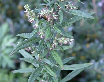 Mugwort flower essence