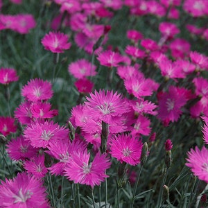 Fire witch dianthus flower essence. NOT A LIVE PLANT.