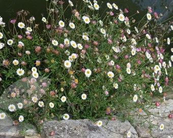 Fleabane Daisy Flower essence. NOT A LIVE PLANT.