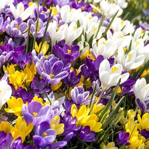 Crocus Flower essence
