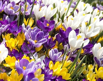 Crocus Flower essence