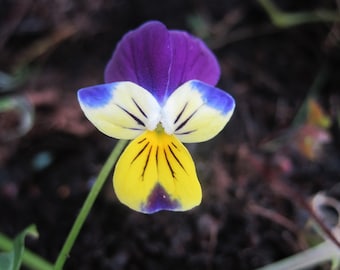 Wild Pansy flower essence. NOT A LIVE PLANT.