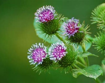 Esencia floral de bardana
