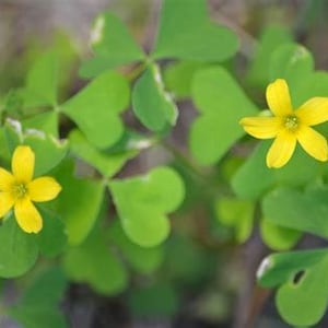 Wood Sorrell Flower essence. NOT A LIVE PLANT.