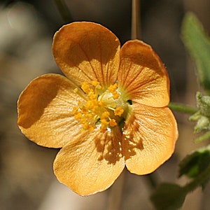 Dwarf Indian Mallow flower essence
