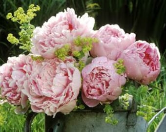 Peony flower essence