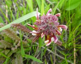 Pedicularis (Wood Betony) flower essence