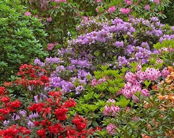 Rhododendron flower essence. NOT A LIVE PLANT.