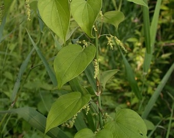 Wild Yam Flower essence. NOT A LIVE PLANT.