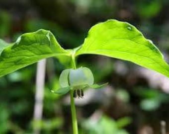 Esencia floral de trillium
