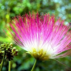 Elixir de flor de mimosa. NO ES UNA PLANTA VIVA.