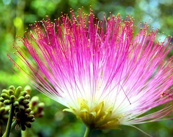 Mimosa-bloemelixer. GEEN LEVENDE PLANTAARDIGHEID.