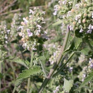 Catnip flower essence