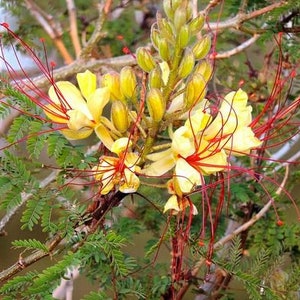 Desert Bird of Paradise Flower Essence. NOT A LIVE PLANT.