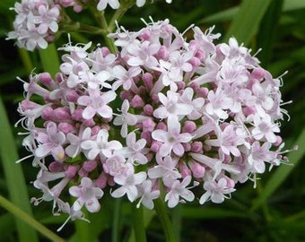 Valerian Flower essence