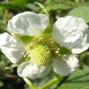 Raspberry Flower essence