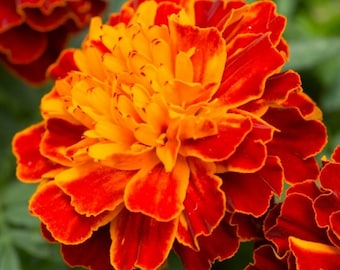 Marigold Flower essence