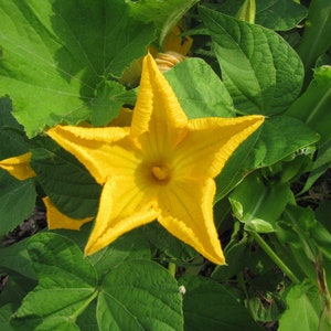 Essence de fleur de fleur de courge. PAS UNE PLANTE VIVE.