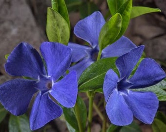 Periwinkle flower essence. NOT A LIVE PLANT.
