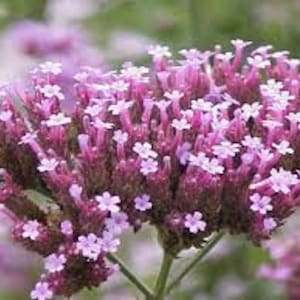 Vervain Flower Essence. NOT A LIVE PLANT.