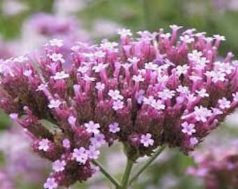 Vervain Flower Essence. NOT A LIVE PLANT.