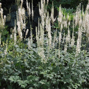 Black Cohosh Flower Essence. NOT A LIVE PLANT.