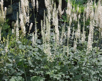 Black Cohosh Flower Essence. NOT A LIVE PLANT.