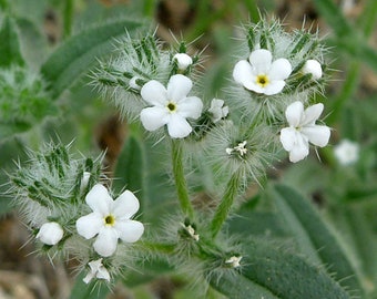 Bearded Cryptantha (Desert Forget Me Not)