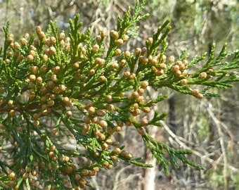 Cedar Flower essence. NOT A LIVE PLANT.