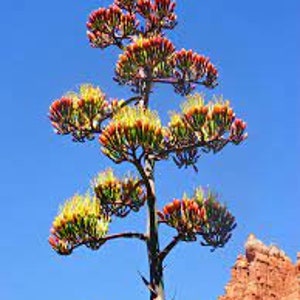 Agave Flower Essence. NOT A LIVE PLANT.